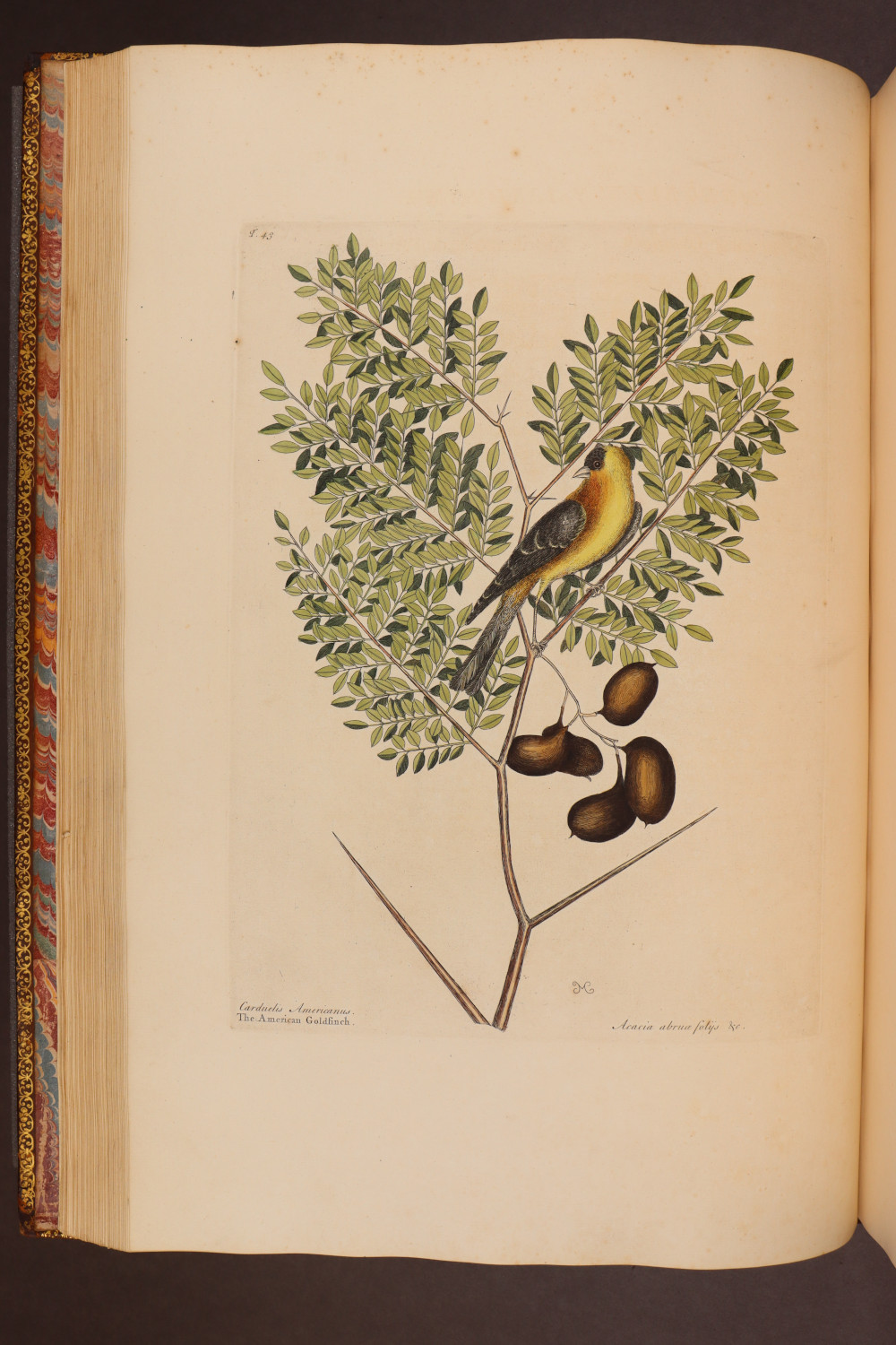 Plate 43